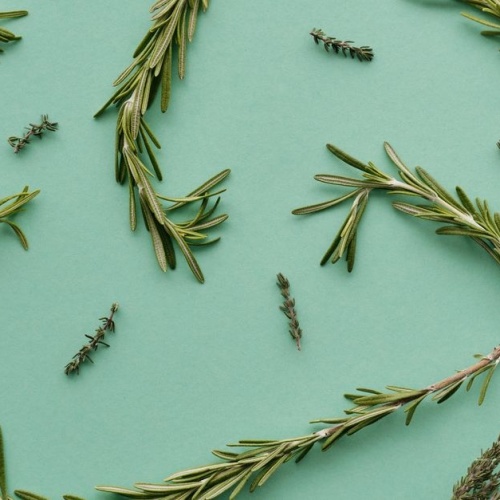 Le secret du romarin pour des cheveux plus forts, plus brillants et pleins de vie